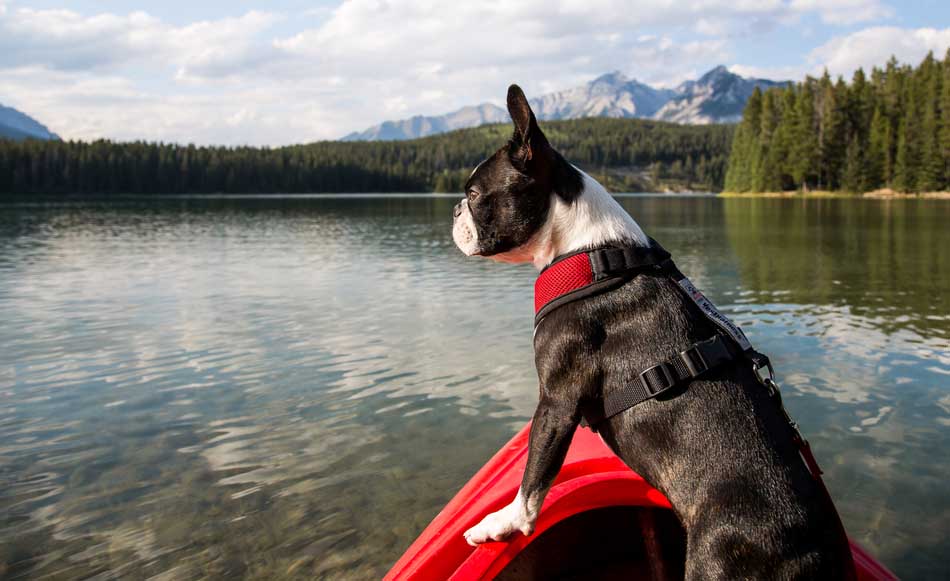 How to Kayak with Your Dog